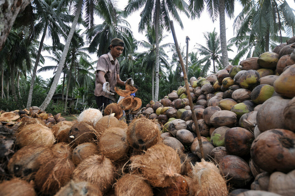 kebun kelapa Semarang